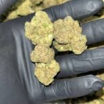 Black Runtz THCa