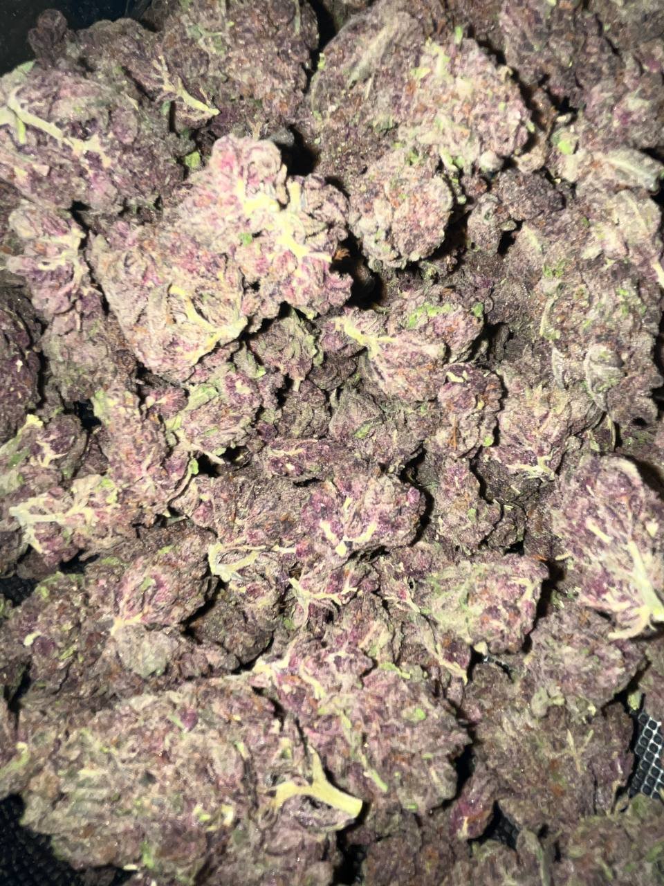 Gorilla Skunk Indoor THCa 2 Gorilla Skunk Indoor THCA