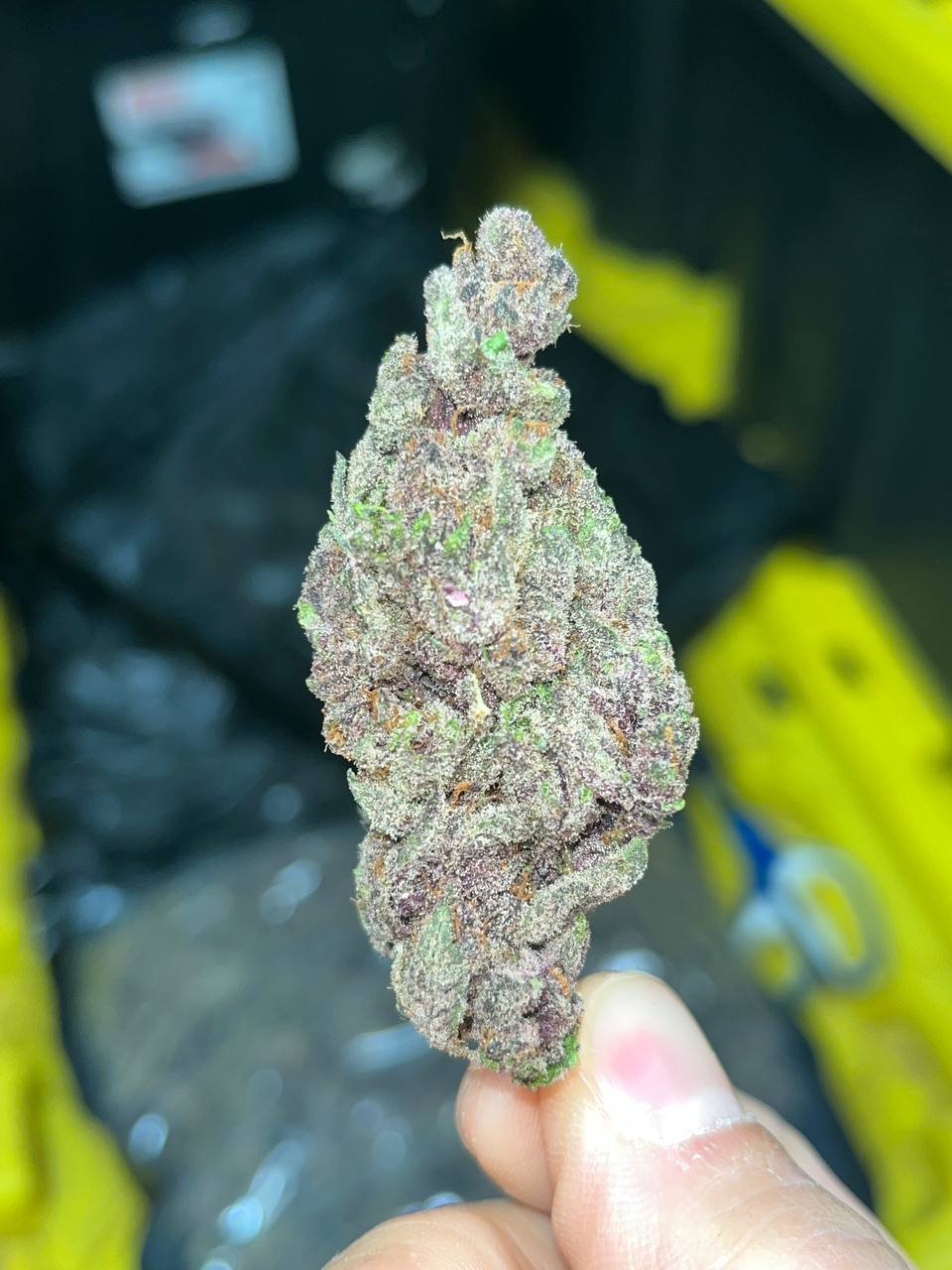 Gorilla Skunk Indoor THCa 1 Gorilla Skunk Indoor THCA