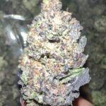 Jokerz THCa