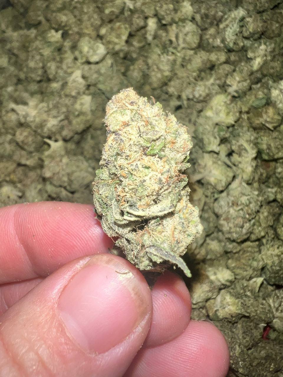 Sandia Gelato THCA 1 Sandia Gelato THCA
