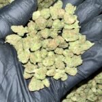 Black Garlic Gelato THCA Flower