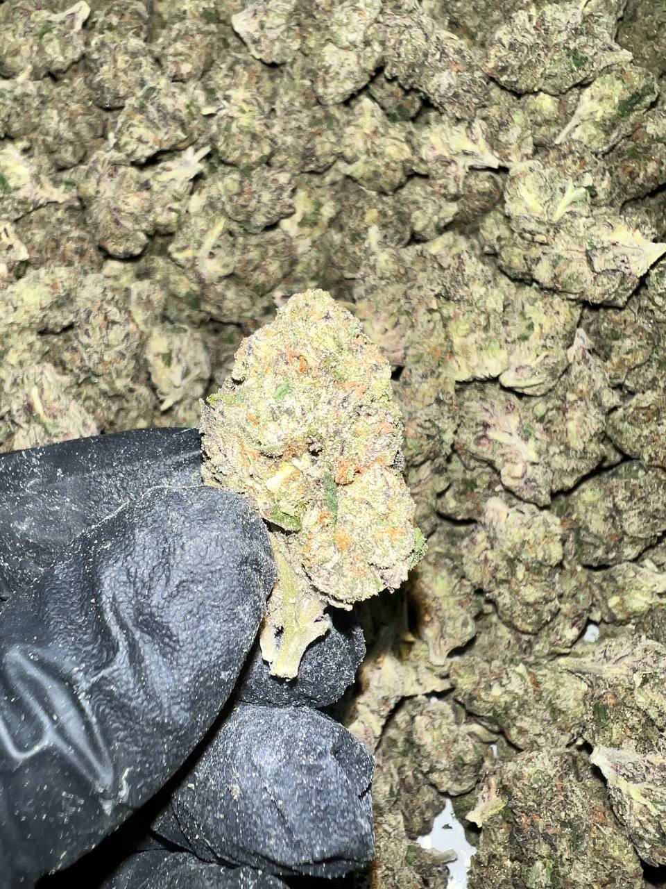Runtz Indoor THCa Flower 1 Runtz Indoor THCA