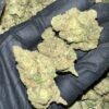 Papaya Bomb Exotic THCa Flower