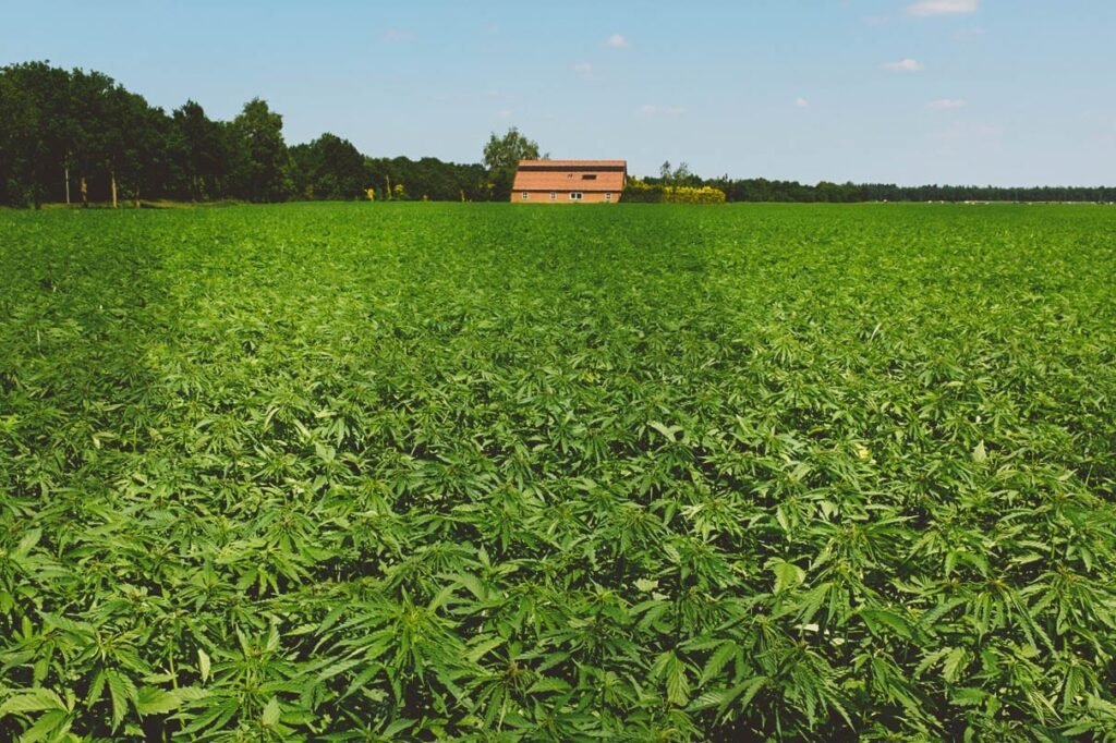 Beautiful green pasture of bulk THCA flowers and plants growing on a hill.