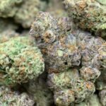 Beignets Exotic THCa Flower