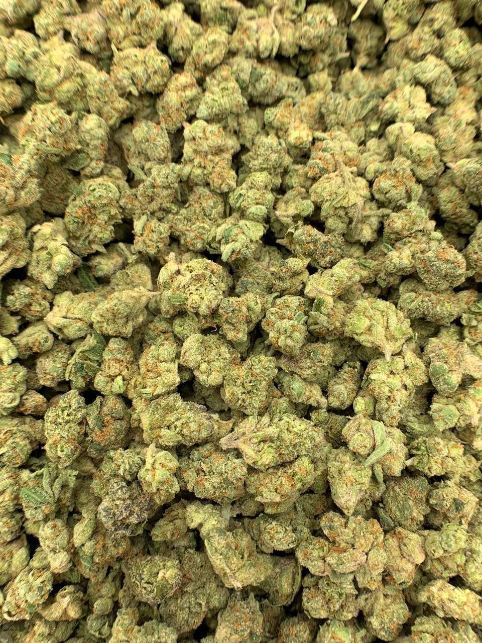 Gary Payton THCa Flower 2 Close-up of Gary Payton THCa Flower, highlighting the strain's unique characteristics and trichome structure