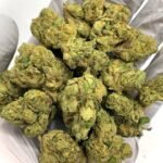 Gelato 41 THCa Flower