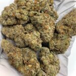 Gelato Mintz Exotic THCa Flower