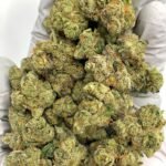 Bolo Runtz Exotic THCa Flower